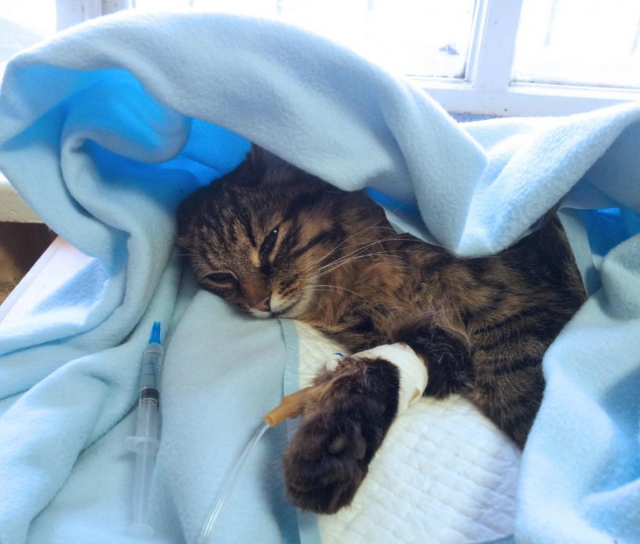Кошка болеет
