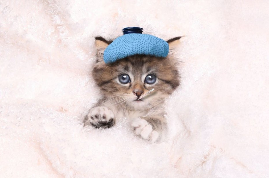Котенок милый больной