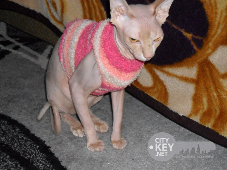 KMR молоко для котят