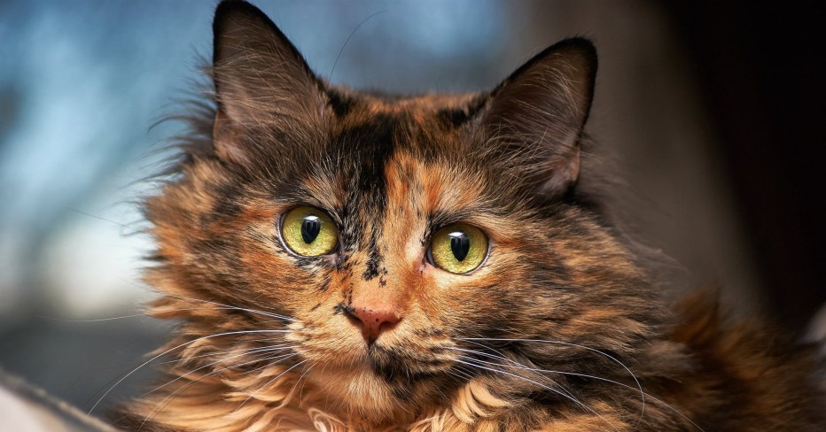 Tortoiseshell Cat