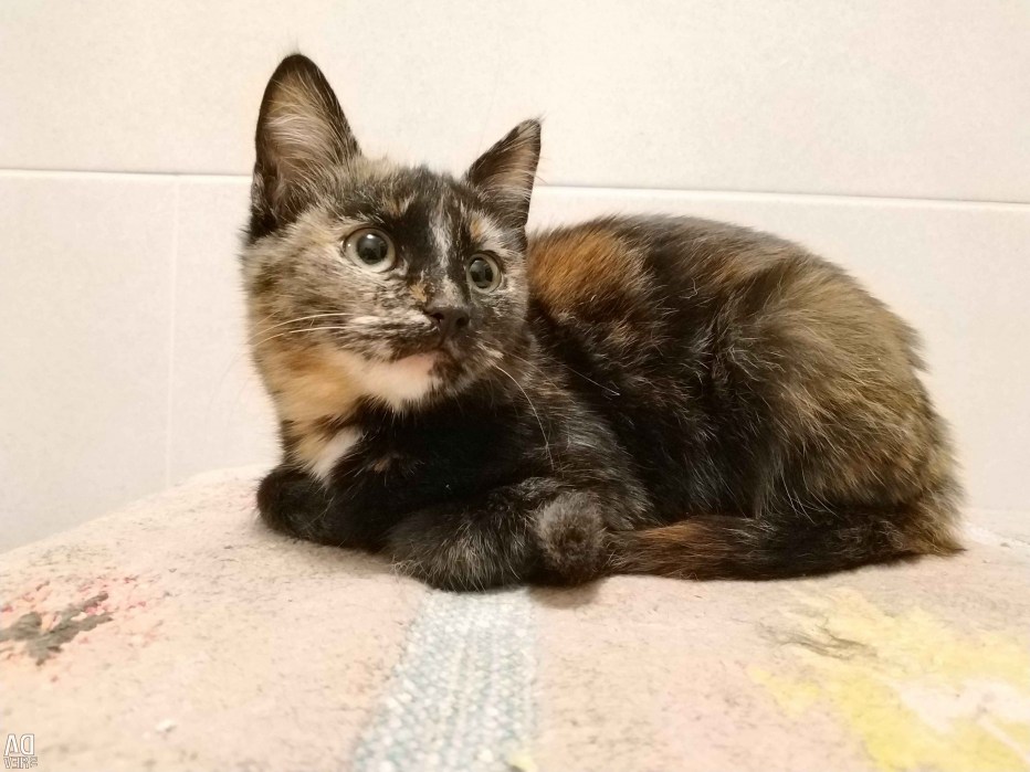 Tortoiseshell Cat порода