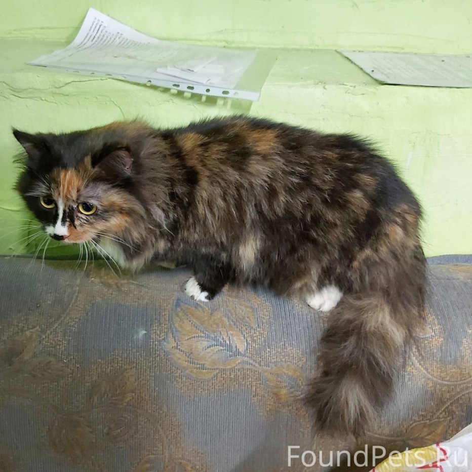 Котята камышовые и трехшерстная кошечка