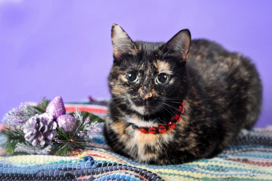 Котенок черепахового окраса