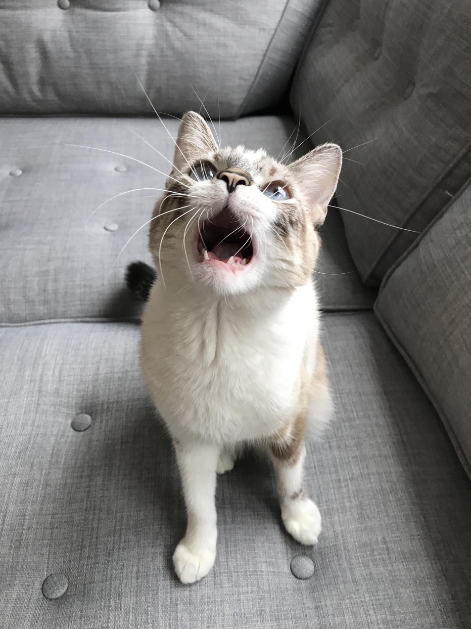 Кот мяукает Мем