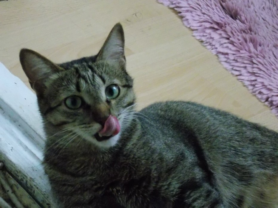 Котенок на черном фоне