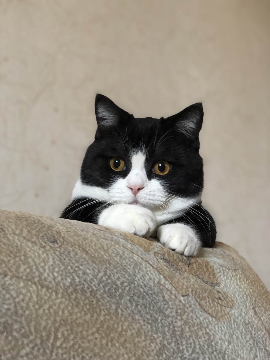 Черный котенок