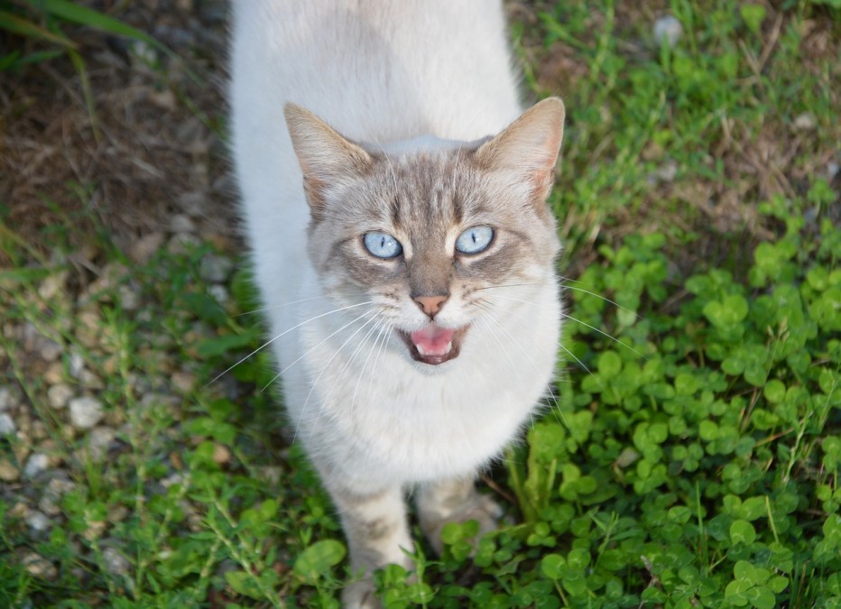 Кошка серая
