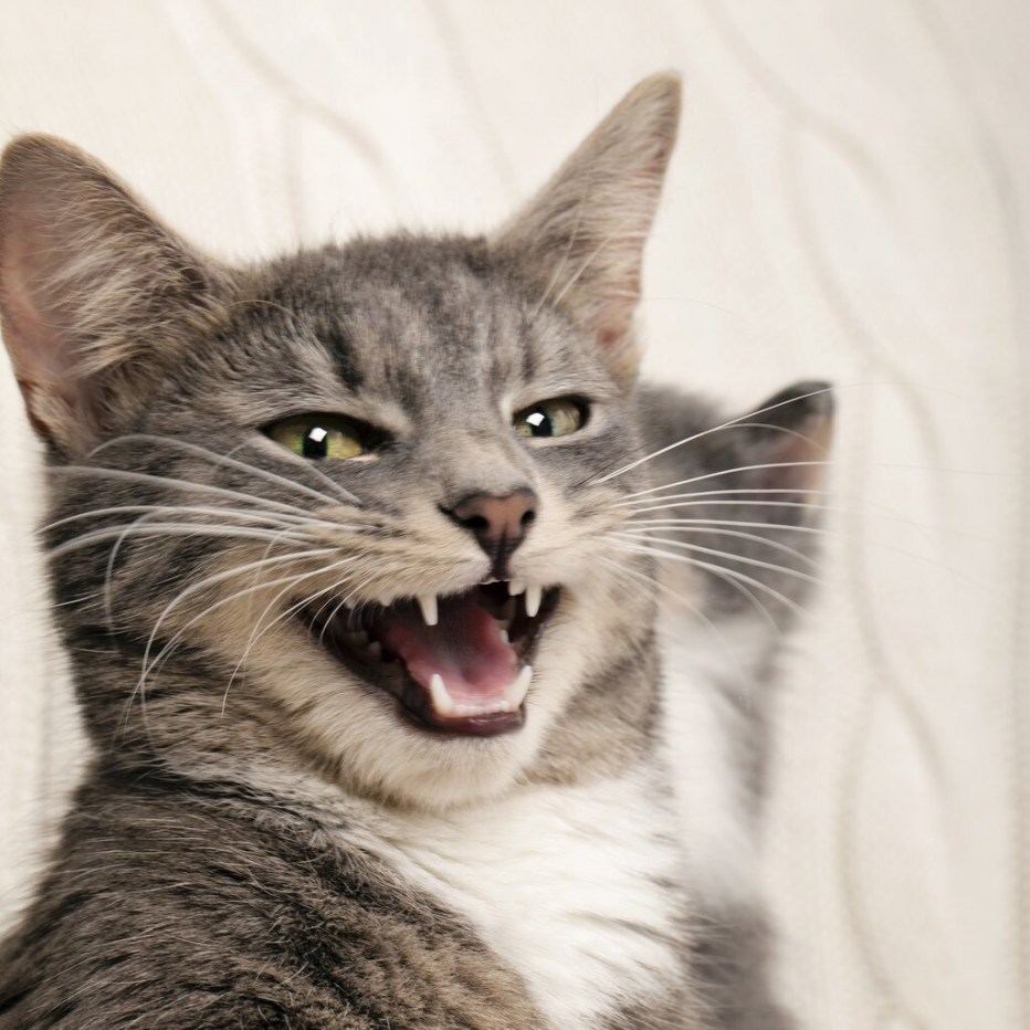 Мимика котов