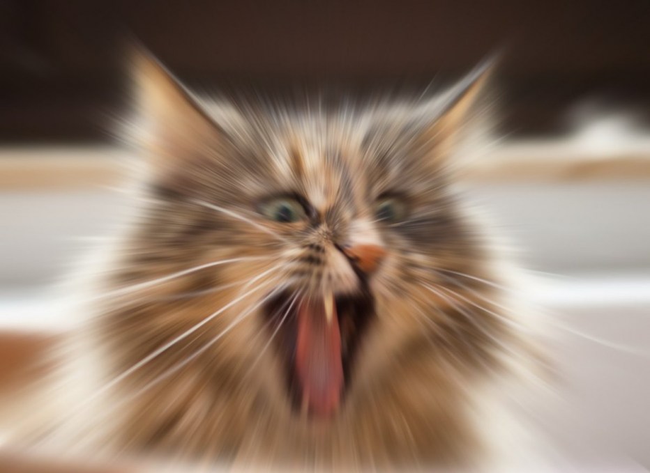 Кошка мяукает я его пощупаю