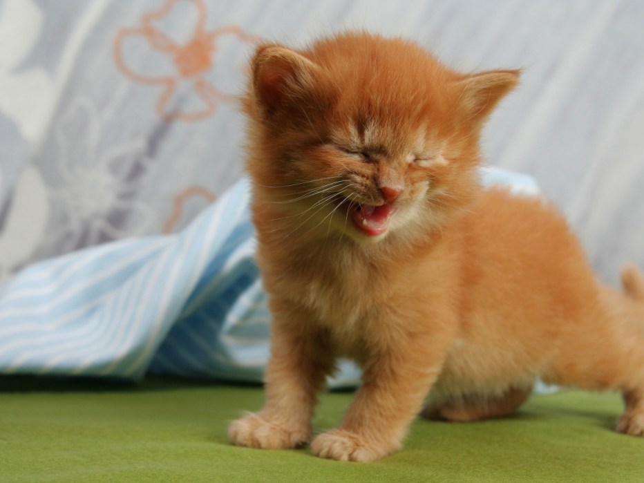 Смешные сиамские коты