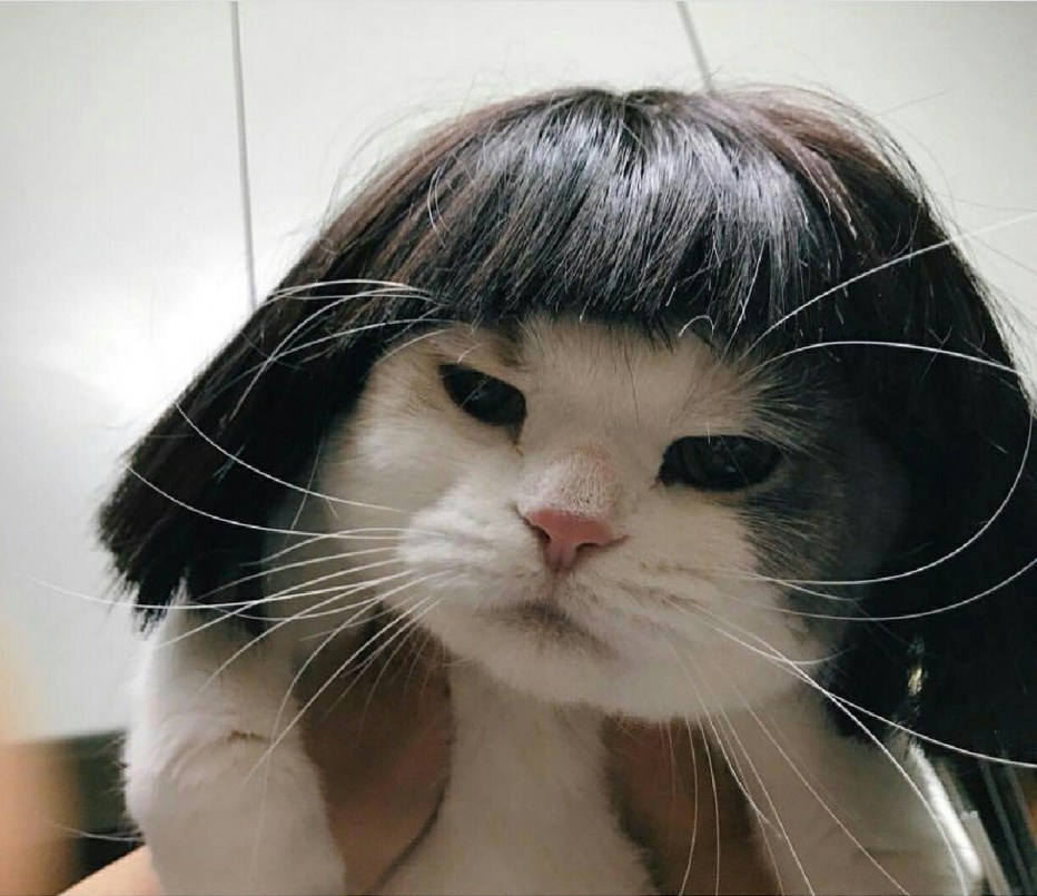 Вибриссы у кошек