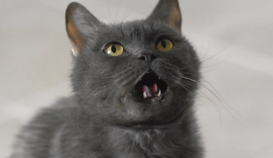 Орущий кот