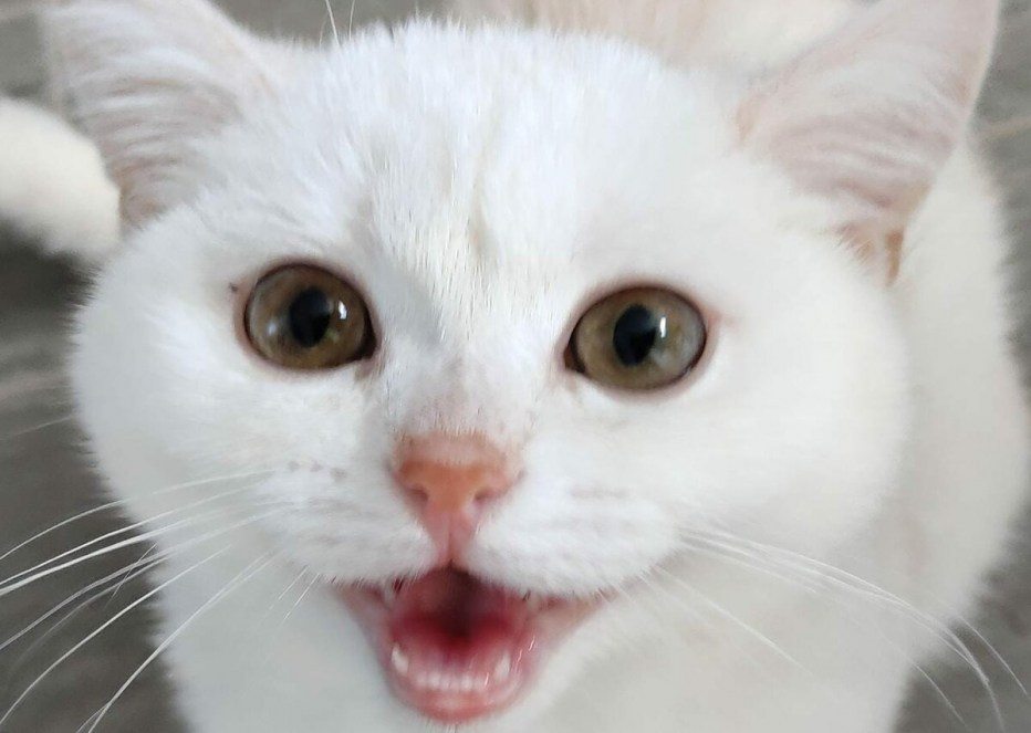 Кот с челкой Мем