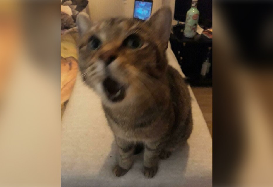 Бешеный кот