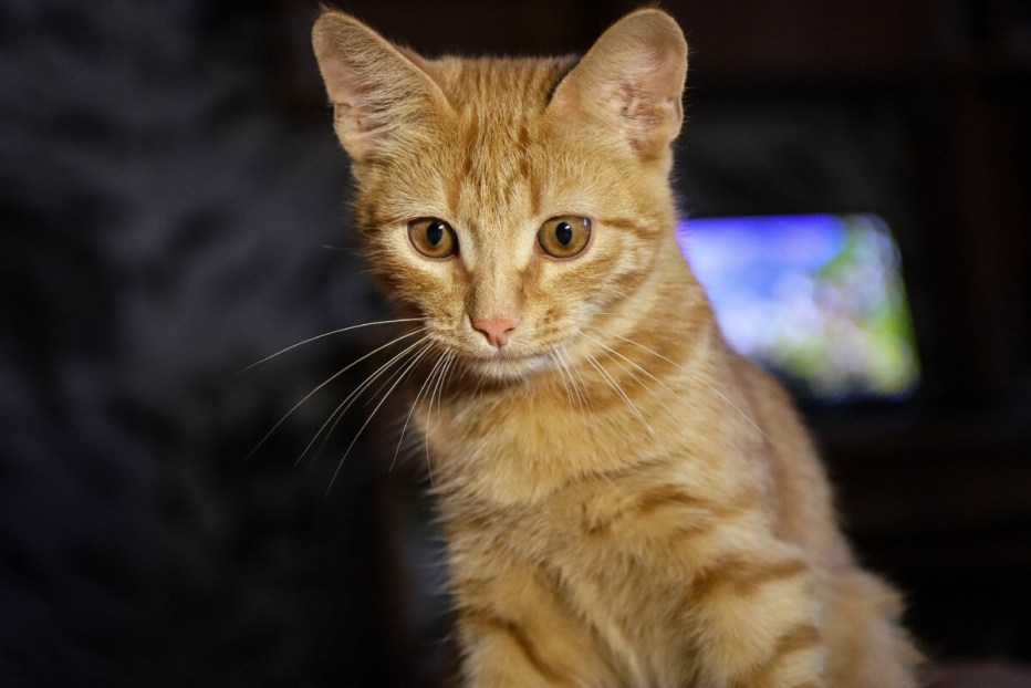 Котенок мяукает