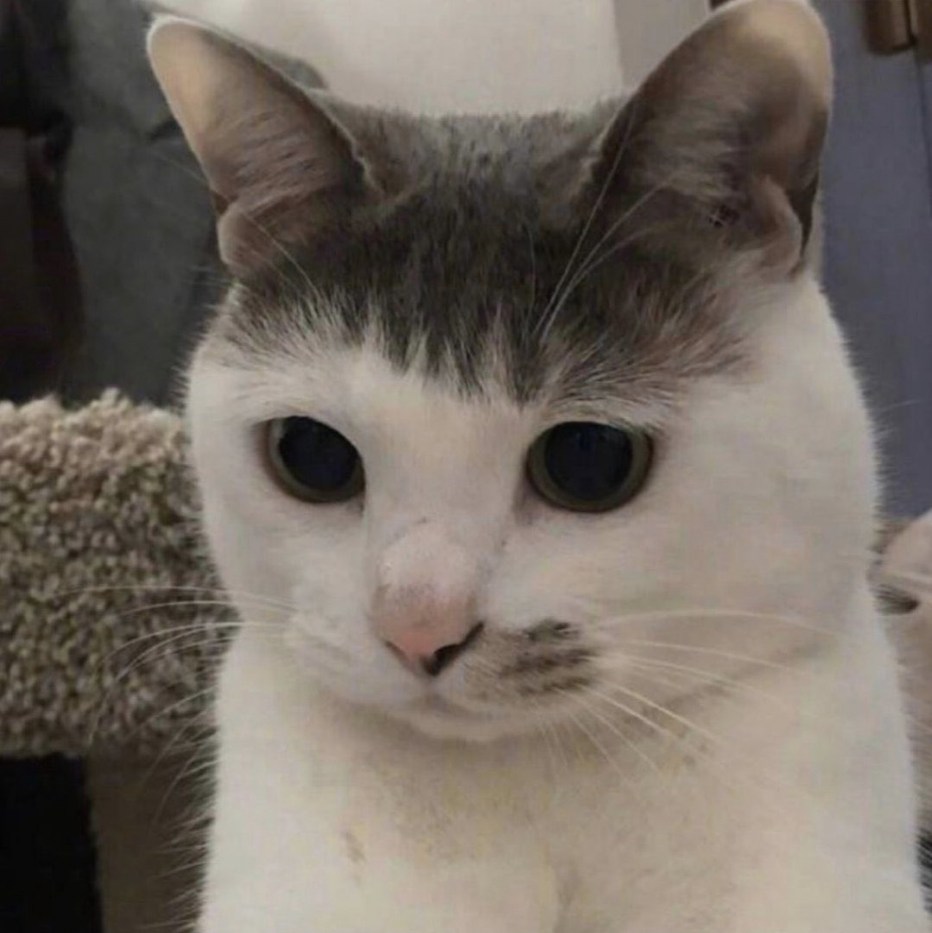 Кошка открыла рот