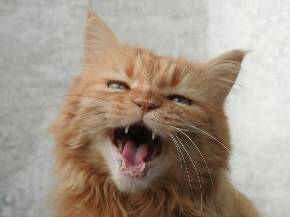 Кричащий кот