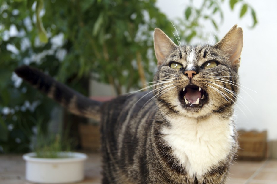 Мяуканье котят для кошки