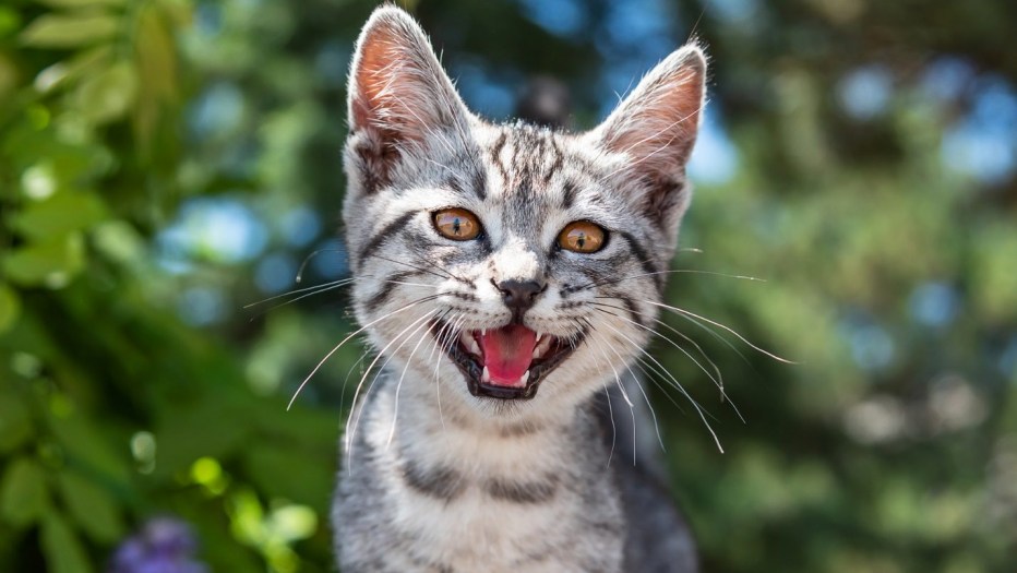 Мяуканье злого кота
