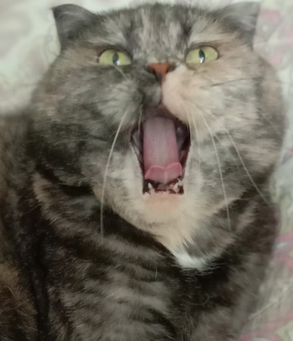 Кот не мяукает