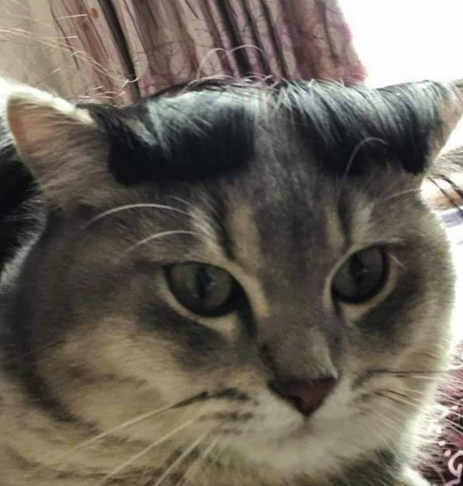Довольные морды котов