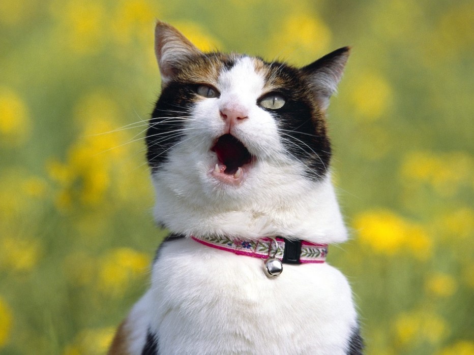 Улыбка кошки