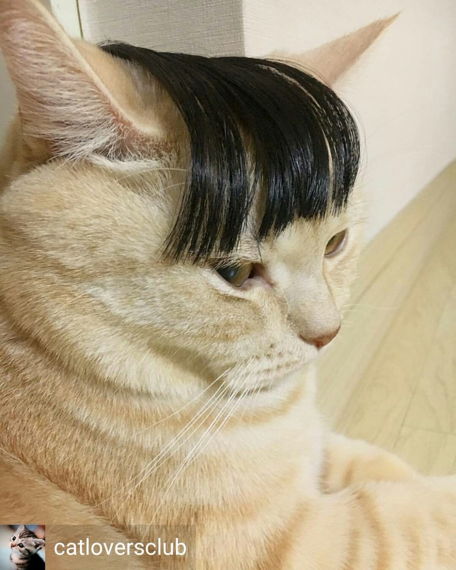 He Cat