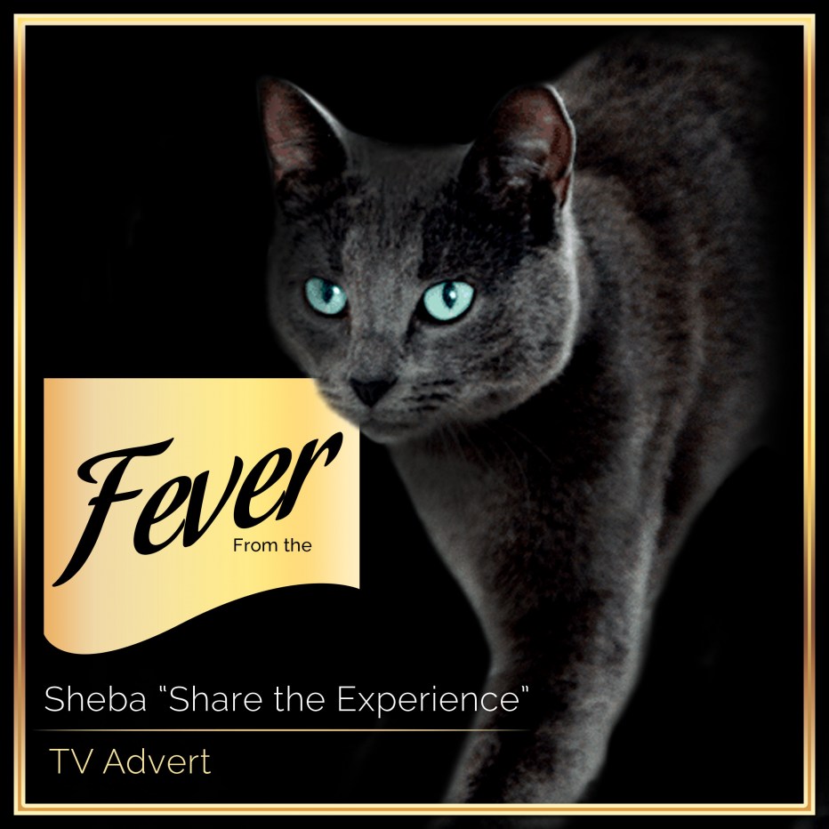Sheba allergic. Реклама Шеба. Шеба кот. Кошка с рекламы Шеба. Кот из рекламы Шеба.