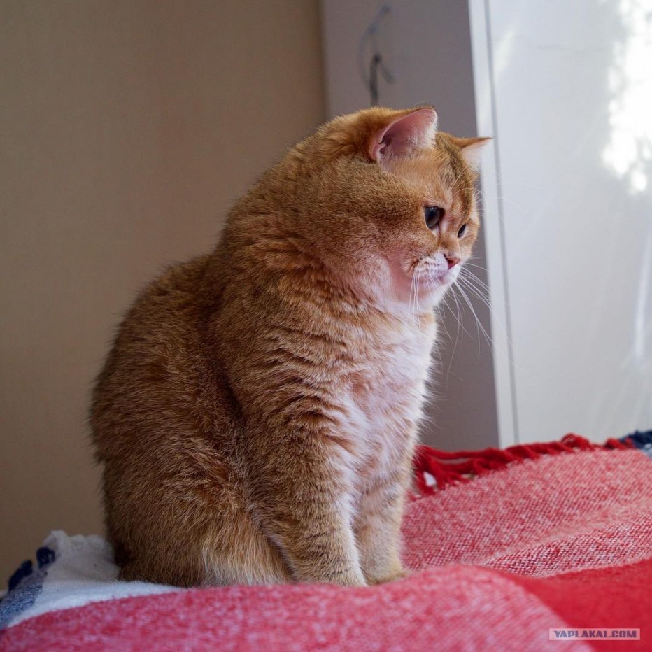 Круглый рыжий кот