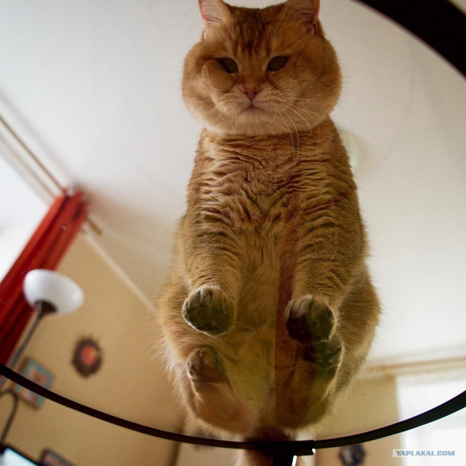 Круглый котенок
