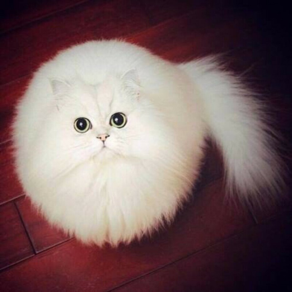 Пушистый котик