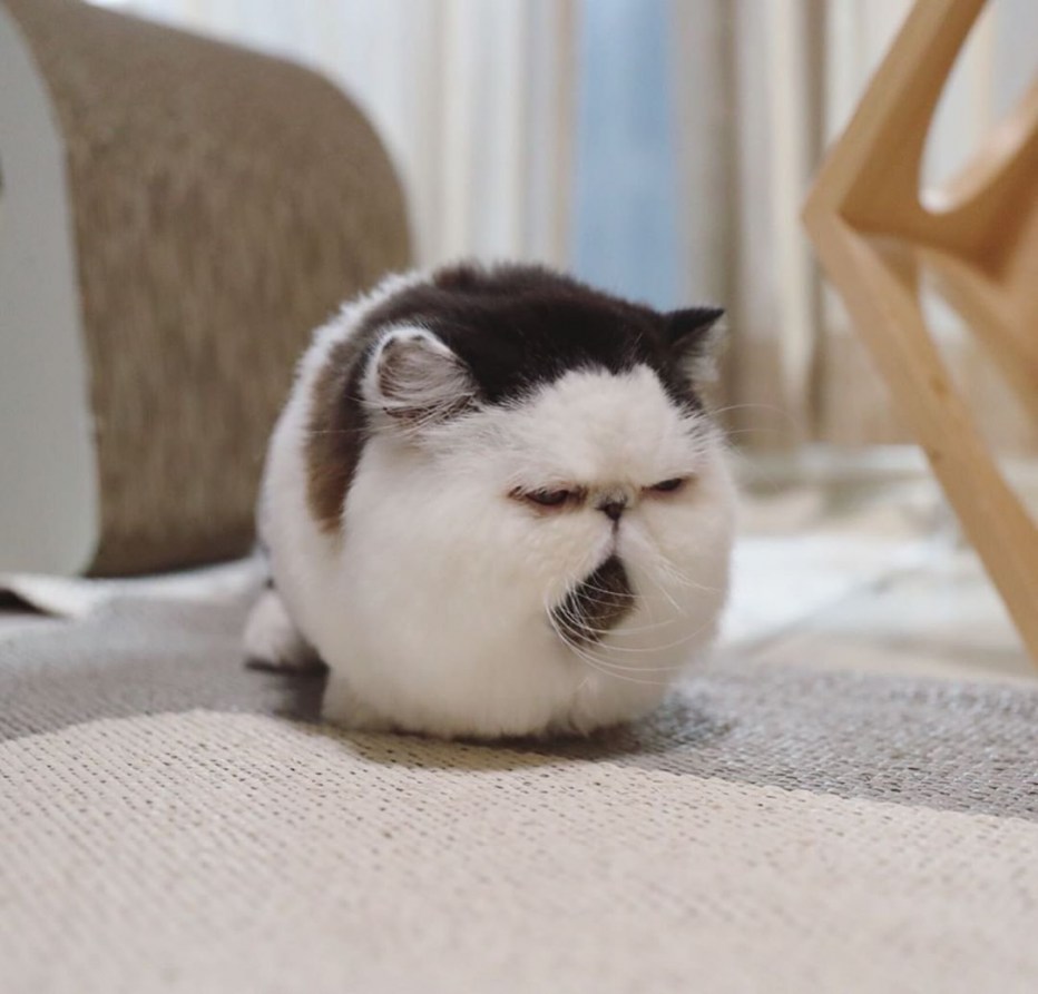 Японский кот зуу