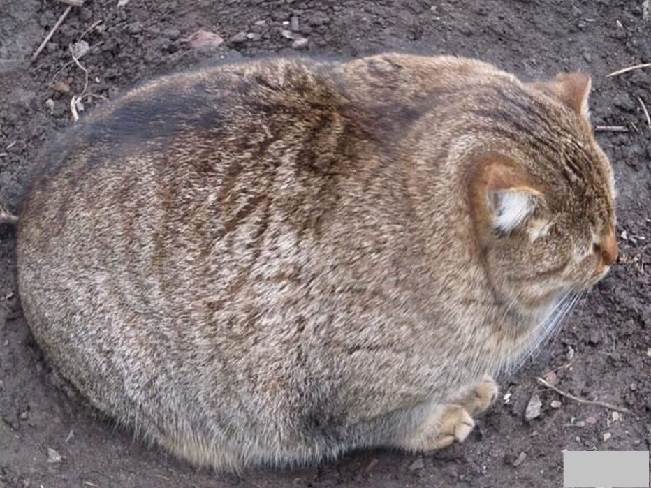 Круглый толстый кот