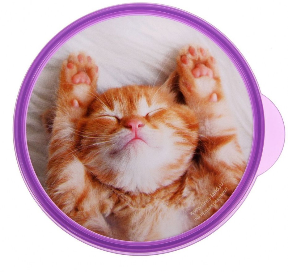 Круглый котенок