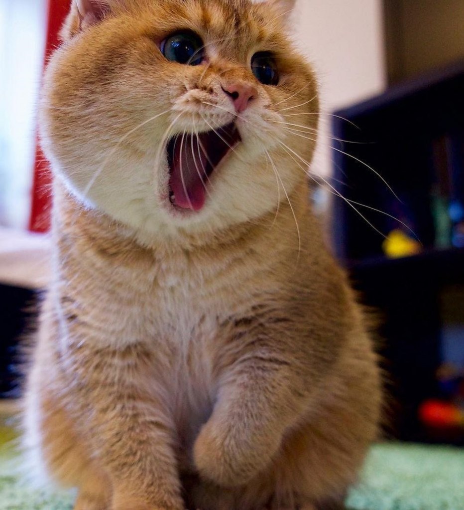 Летающий кот