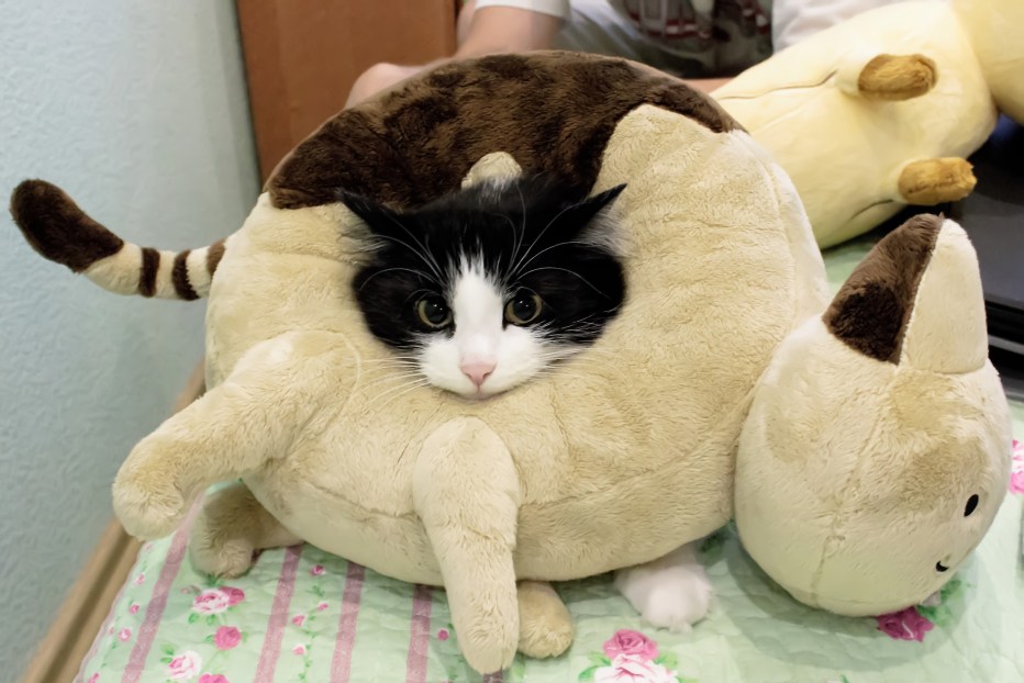 Милый круглый котик