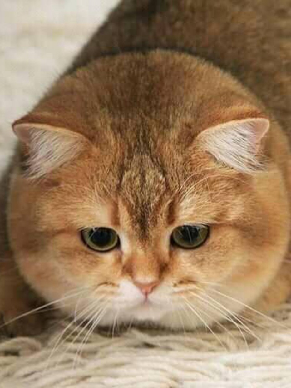 Круглый кот мультяшный