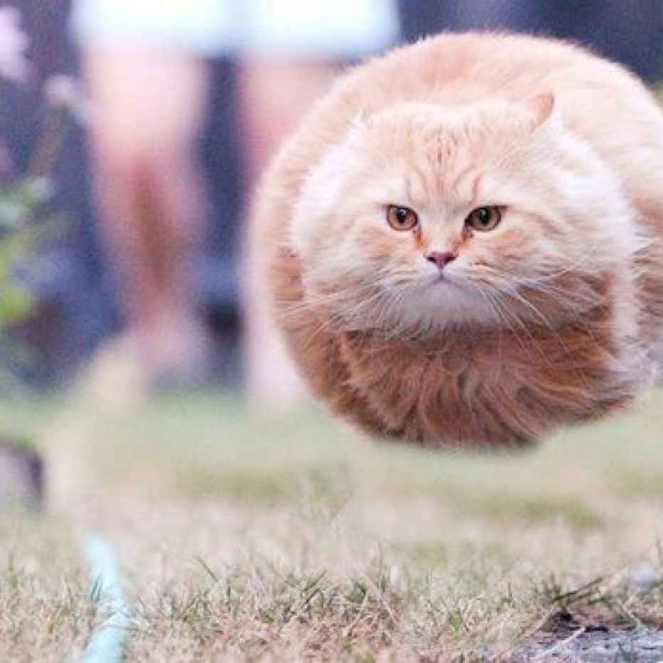 Котик с очками