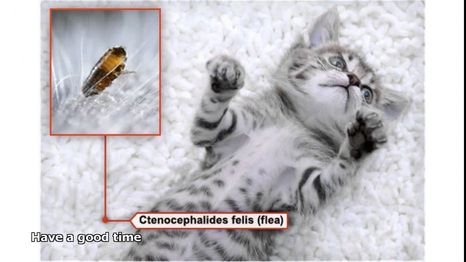 У кота напух нижняя челюсть