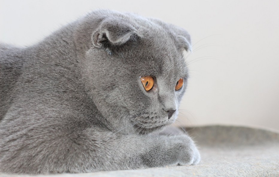 Британская вислоухая кошка