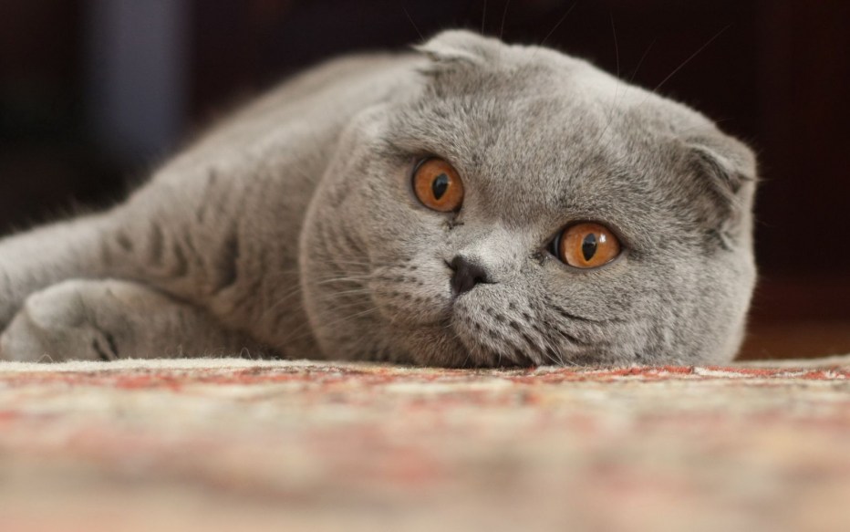 Вислоухая кошка скоттиш фолд