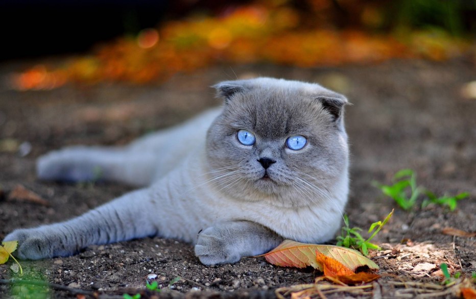 Шотландская вислоухая кошка