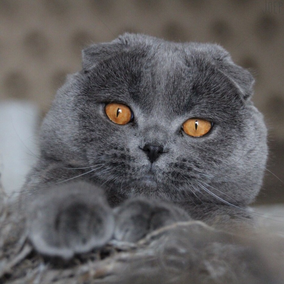 Шотландская вислоухая кошка