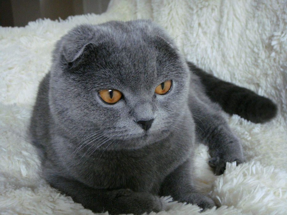 Шотландская вислоухая кошка серая