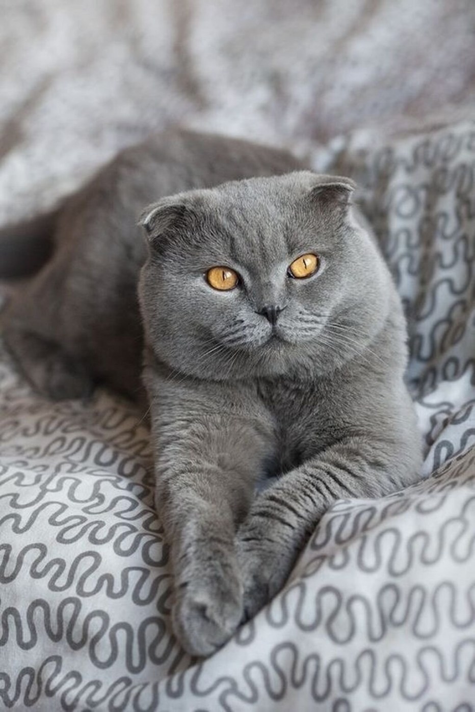 Скоттиш фолд серый