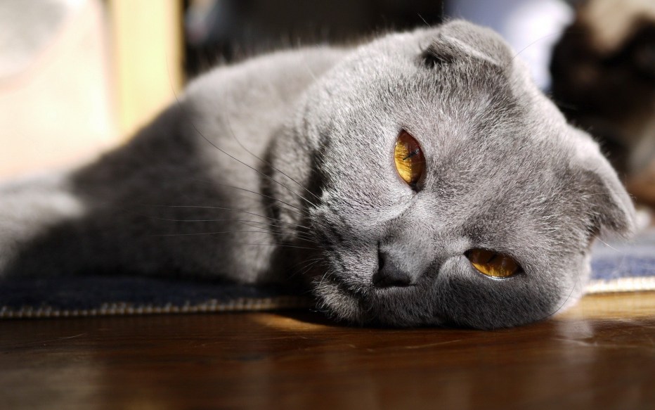 Шотландская кошка скоттиш фолд