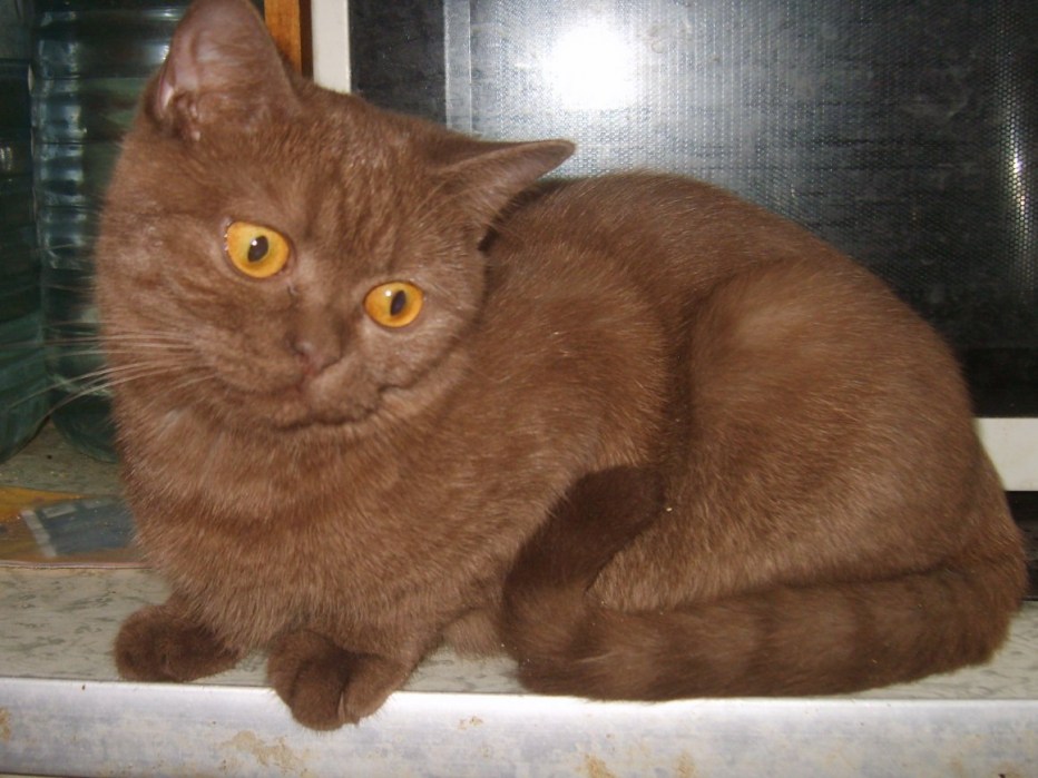 Кот шотландский прямоухий окрас циннамон