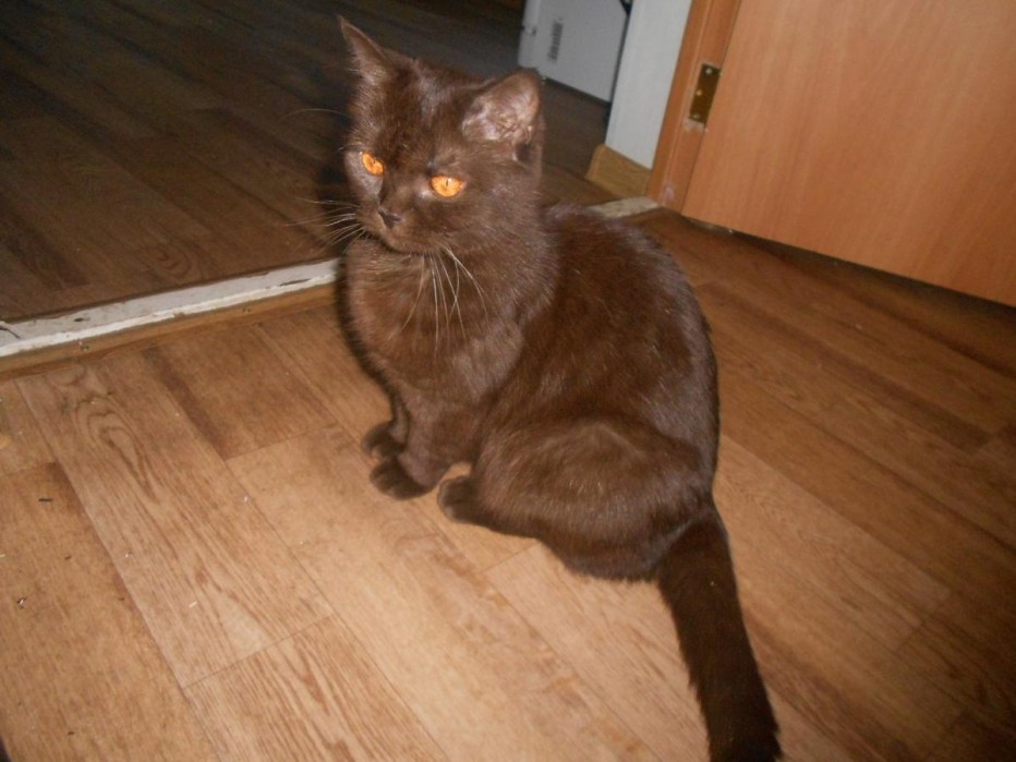 Шотландский скоттиш страйт коричневый