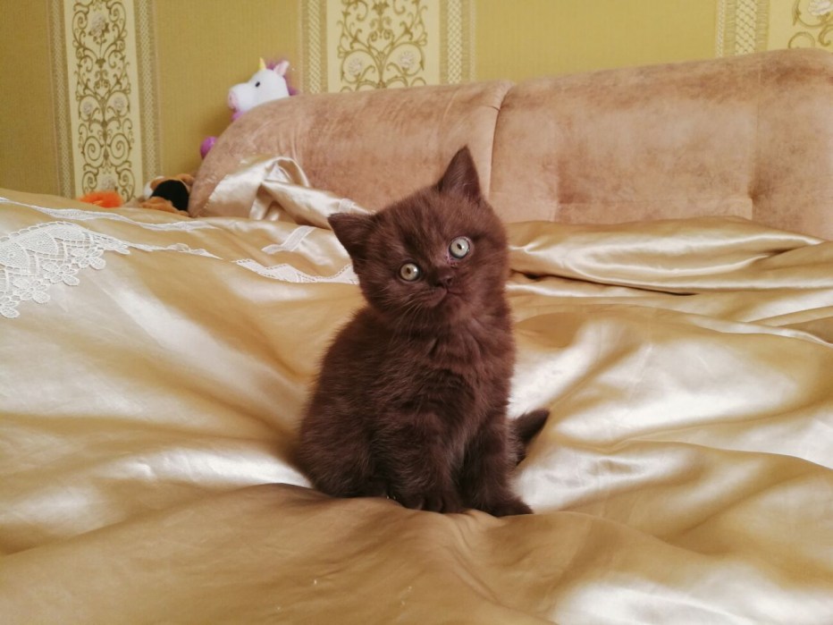 Шоколадная кошка 7 месяцев