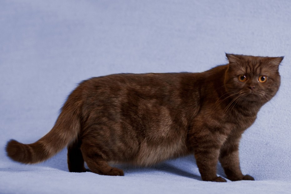 Шотландский скоттиш страйт шоколадный